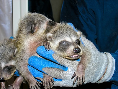 hands holding threee baby Raccoons