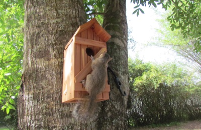 baby squirrel on a tree home